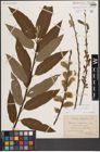Foto von Salix caprea L. x Salix viminalis L.